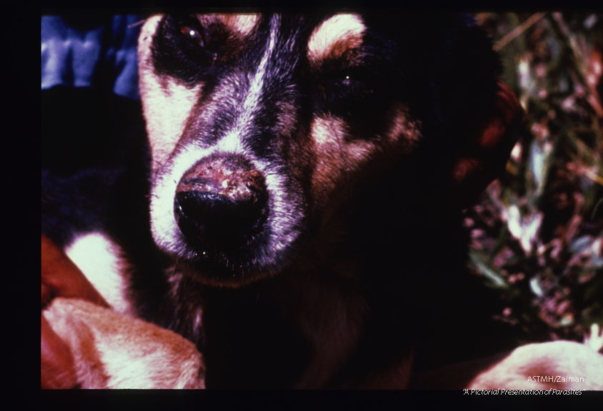 Ulcer on the nose of a domestic dog in Bolivia.