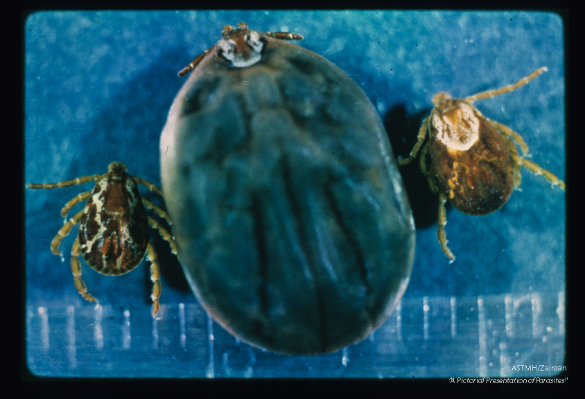 An engorged ixodid female is flanked by an unfed female (small scutum) and by an unfed male.