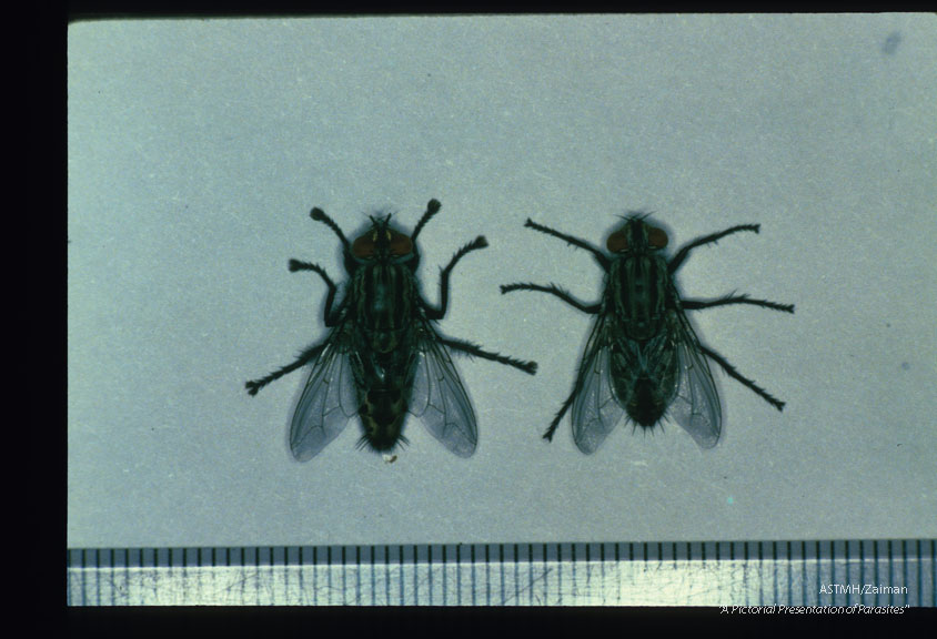 Adults reared from larvae of the same case.