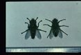 Adults reared from larvae of the same case.