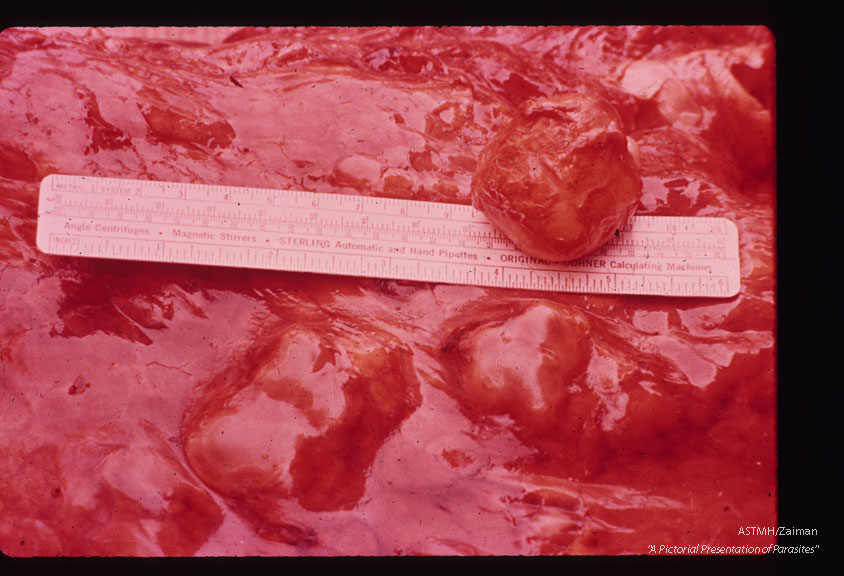Hydated cyst in lung of moose.