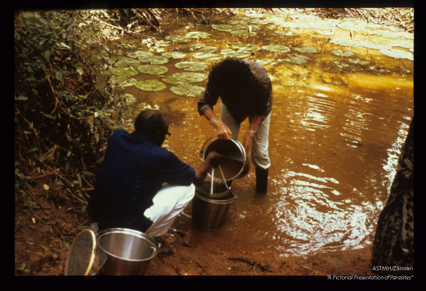 Sampling water for Cyclops.