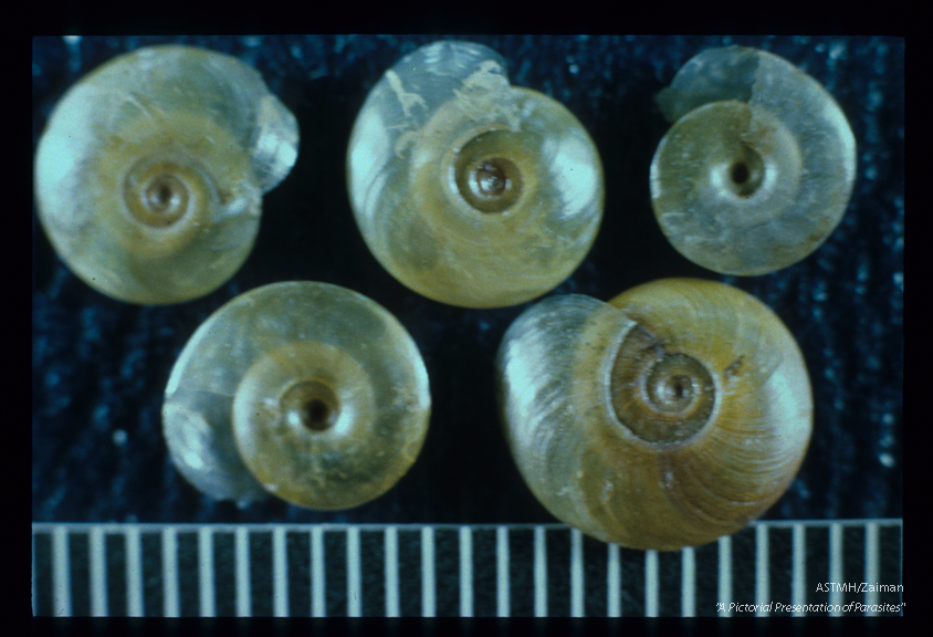(China). In appropriate areas, these snails may serve as intermediate hosts to Fasciolopsis buski.