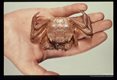 Intermediate host, a crab.