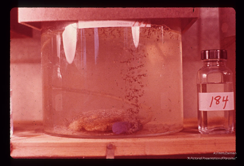 Larva being raised in laboratory.