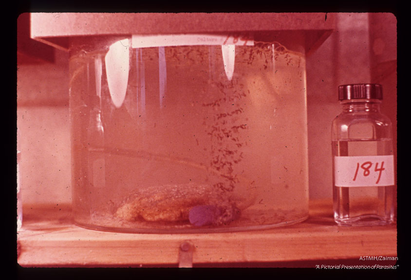 Larva being raised in laboratory.
