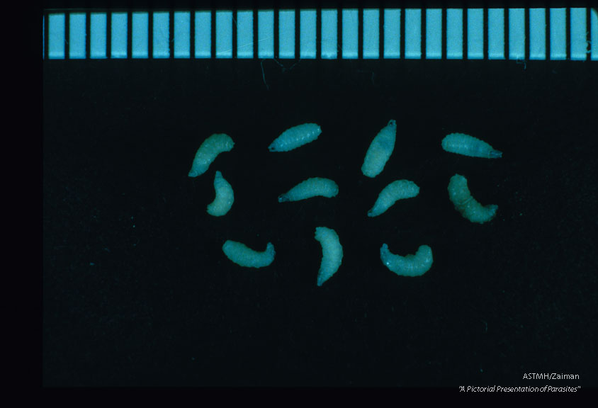 Second instar larva recovered from 11-year-old boy suffering intestinal myiasis.