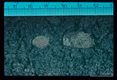 Aquatic leeches such as the medicinal leeches of genus Hirudo and the large buffalo leeches of genus Hirudinaria must leave the water to deposit their cocoons in moist soil. These leeches may burrow several inches below the surface in order to do this. Shown are a cocoon of the Japanese medicinal leech, Hirudo nipponia, and a larger cocoon of the buffalo leech, Hirudinaria manillensis.