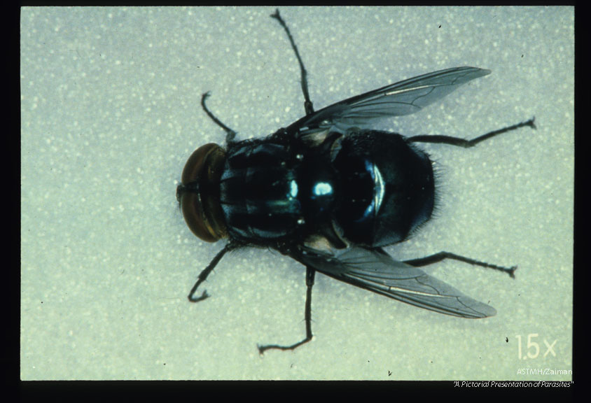 The primary screw-worm is one of the main agents causing myiasis in Guatemala. Note the three parallel bands over the thorax and the very beautiful metallic blue green color.