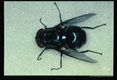 The primary screw-worm is one of the main agents causing myiasis in Guatemala. Note the three parallel bands over the thorax and the very beautiful metallic blue green color.