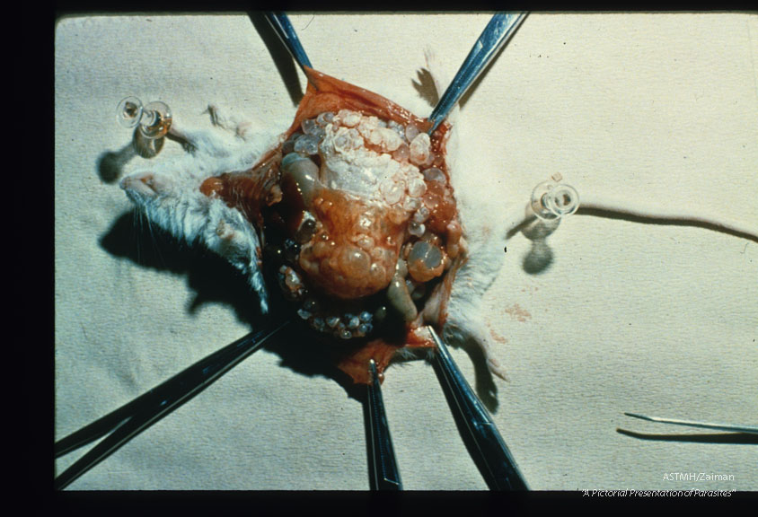 Experimental infection in a CW mouse shows massive dilatation of the abdomen.