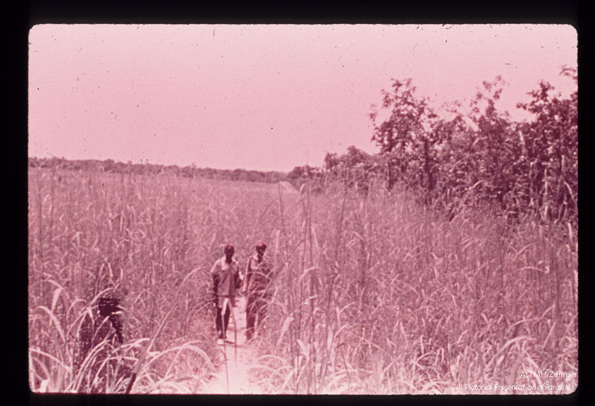 A mile wide clearing of shrubs and trees significantly limited Glossina breeding.