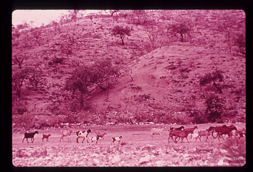 Epidemiology. Typical semi-arid landscape of the upper Maranon river valley where Chagas' disease is endemic.