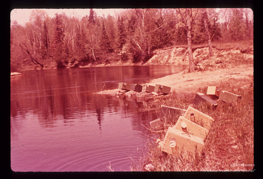 Collecting flies in traps baited with birds.