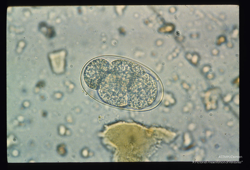 Sequence showing development of larva in egg.