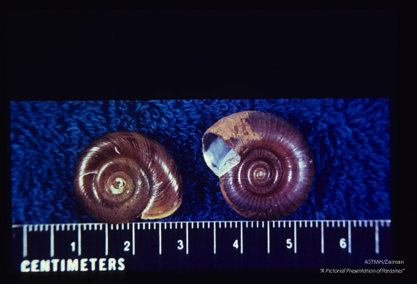 Shells, from Minas Gerais and St. Lucia respectively; intermediate hosts for Schistosoma mansoni.