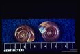 Shells, from Minas Gerais and St. Lucia respectively; intermediate hosts for Schistosoma mansoni.