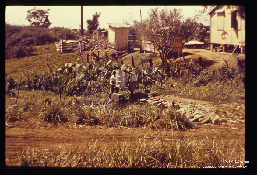 Mollusciciding operation in Puerto Rico. Putting oil drums with molluscicide in place at a stream.