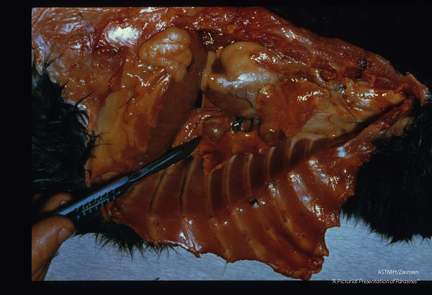 Experimental pulmonary infection showing intact cysts. Each with several adults.