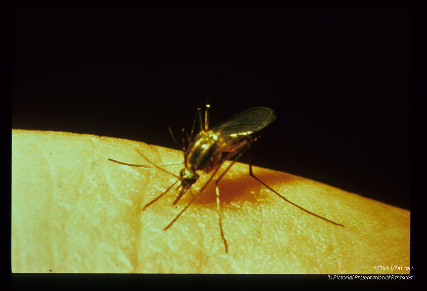Adult female, a natural vector of Dirofilaria immitis in much of the midwest United States.