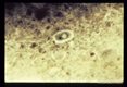 One nucleus and large glycogen vacuole . Chlorazol black stain.