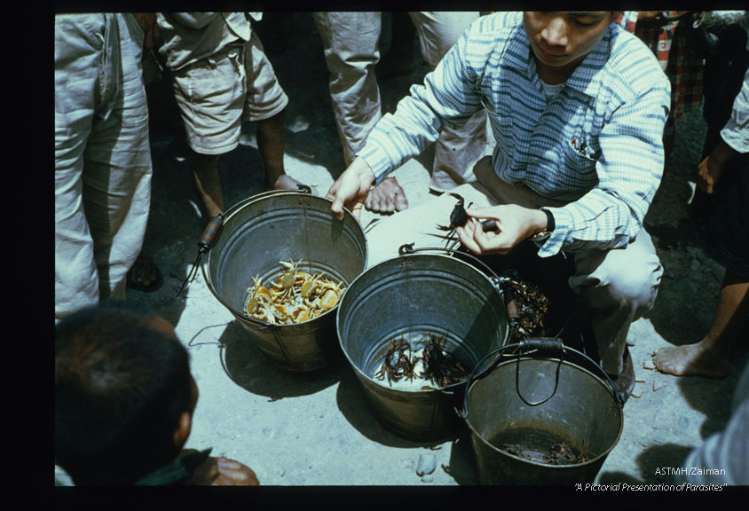 Children's catch demonstrates the presence of several crab species in the stream.