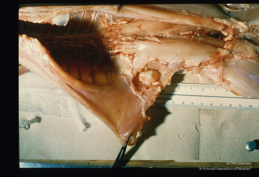 Natural intramuscular cystic infection in Dasyprocta punctata.