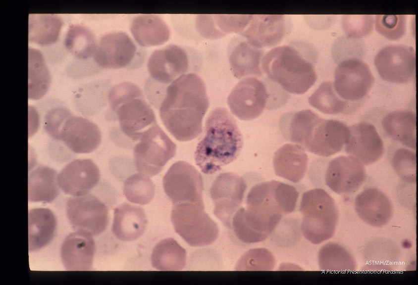 Schizogony from binucleate through multinucleate stages is demonstrated.