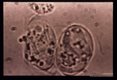 Oocysts, activated and excysting with free sporozoite.