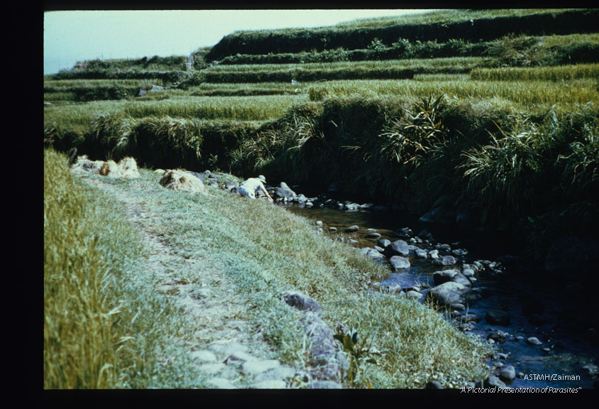 Small, permanent, moderately fast flowing, rock strewn streams provide ideal habitat for the snail and crab intermediate hosts.