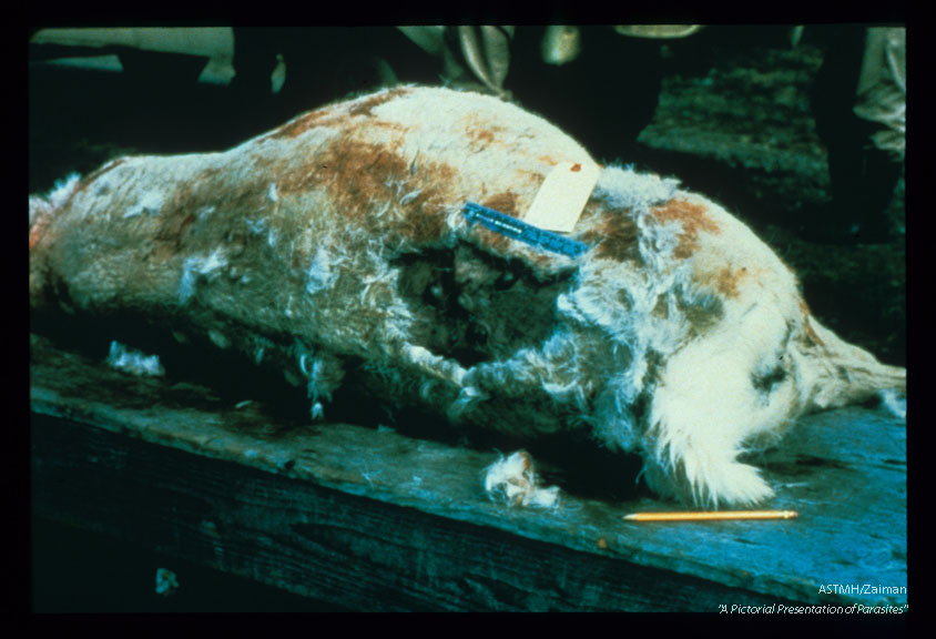 Cutaneous myiasis ("warbles") in the skin of a caribou.