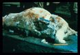 Cutaneous myiasis (