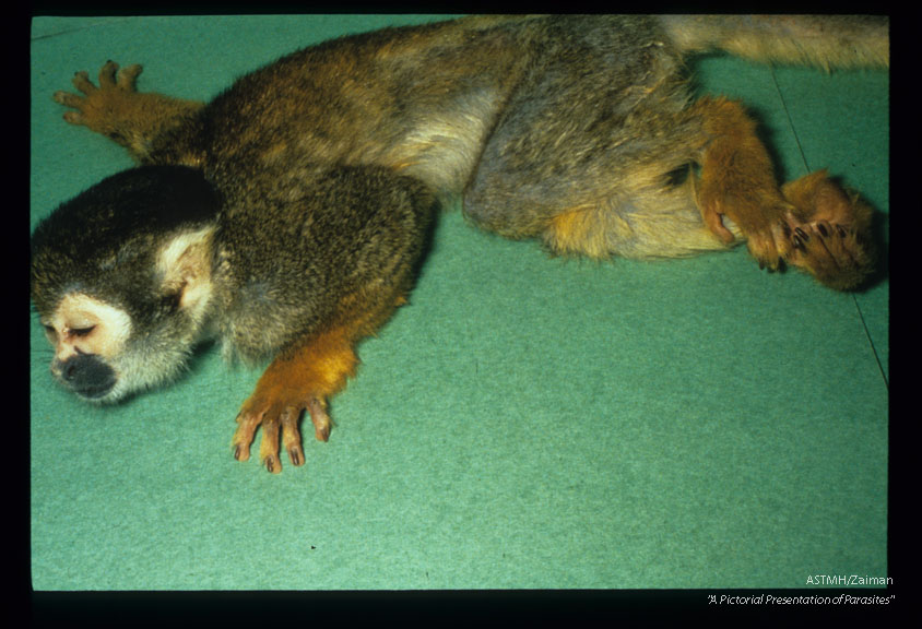 Comatose experimentally infected squirrel monkey who suffered severe encephalitis with narcolepsy.