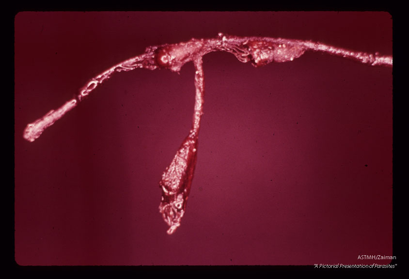 Pupa attached to twig.