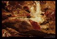 Calcareous flakes in bovine bile ducts.