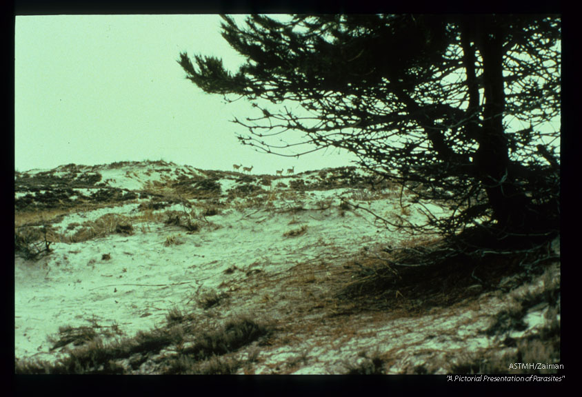 Ecology. Deer grazed tree. Ipswich, MA.