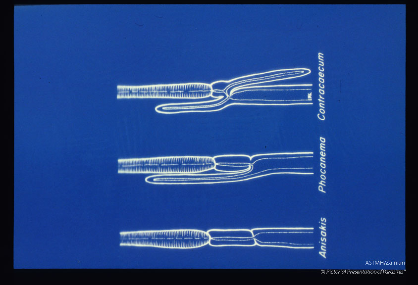 Drawing showing gut structure.