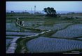 Rice paddies which here border both sides of the contaminated stream, may serve as a secondary habitat for the snails and crabs as well as a source of water and feces for those animals.