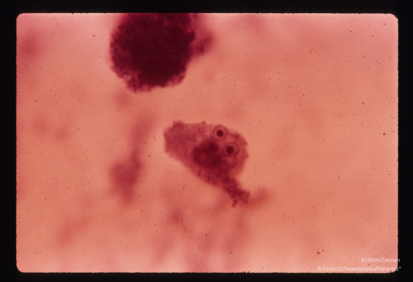 One flagellum, two nuclei. Hematoxylin stain. Oil immersion.