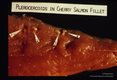 Encysted plerocercoids in cherry salmon fillet.