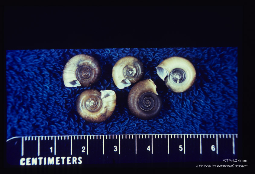 Shells, from Minas Gerais and St. Lucia respectively; intermediate hosts for Schistosoma mansoni.