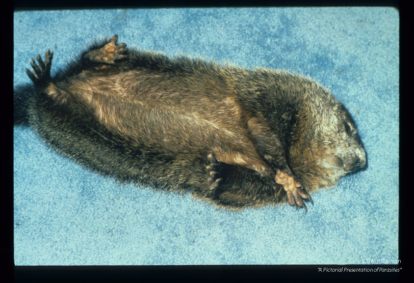 Loss of equilibrium, ataxia and encephalitis in an experimentally infected woodchuck.