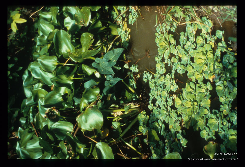 Eichhornia crassipes and Pistia stratiotes in a Mansonia breeding place, Vietnam.