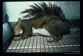 Encephalitis in an experimentally infected grey squirrel.