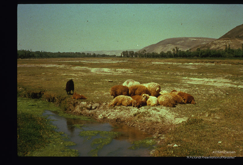 Sheep resting near stream. Iran.