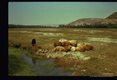 Sheep resting near stream. Iran.