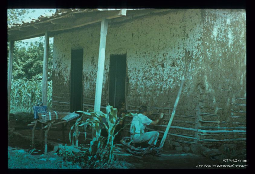 Type of house in which reduviid bugs are found in Costa Rica.