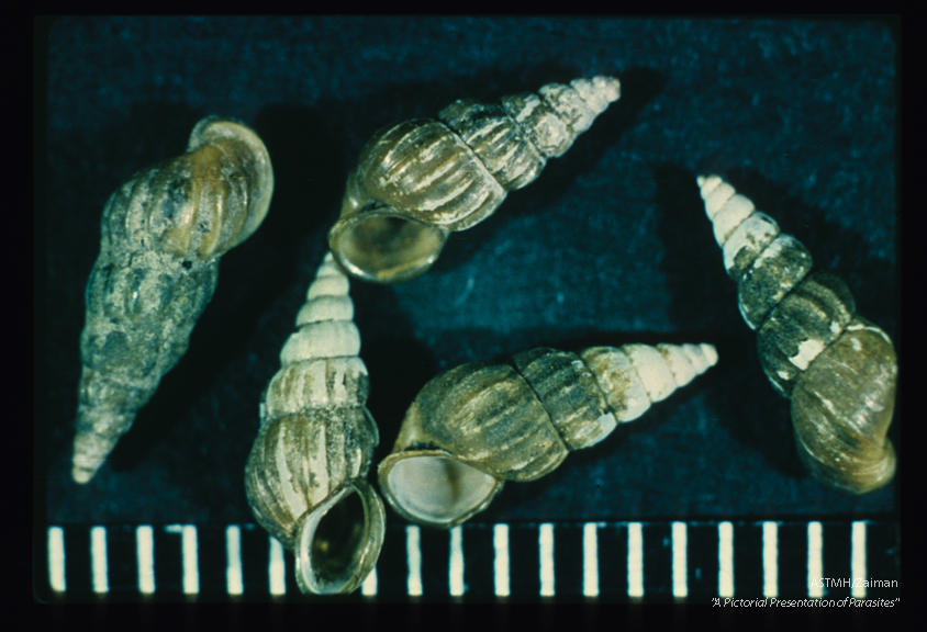 Snail shells. These molluscs are an intermediate host of Schistosoma japonicum.