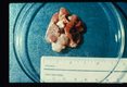 Natural infection involving the heart and lung of a spiny rat
