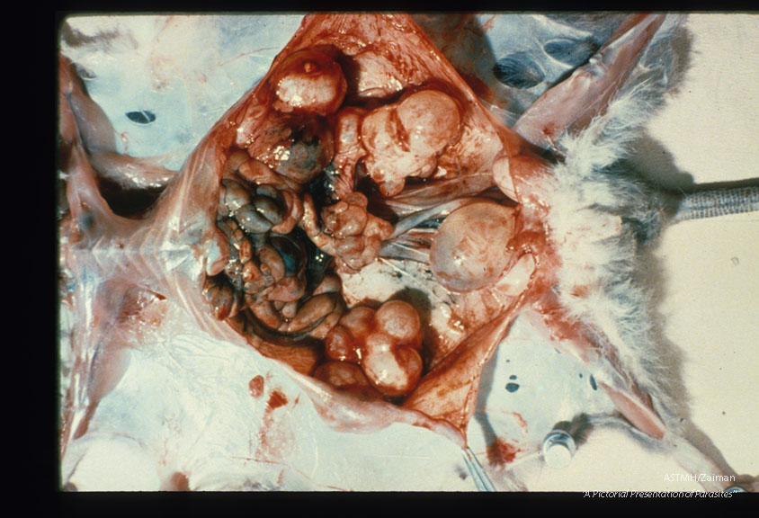 Experimental infection in Tylomys.